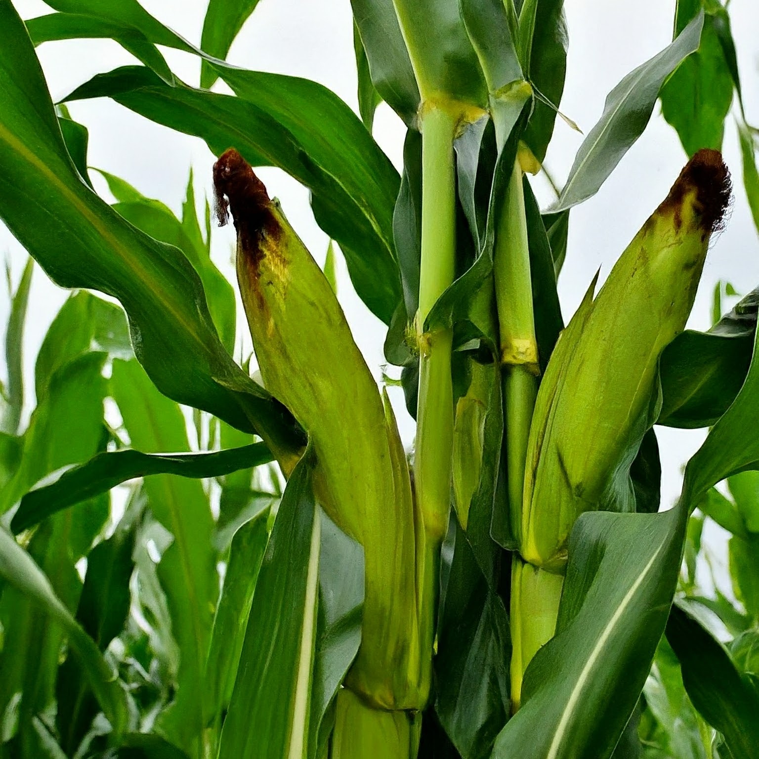 تصویر نمونه ذرت بدون اصلاحکنندهها